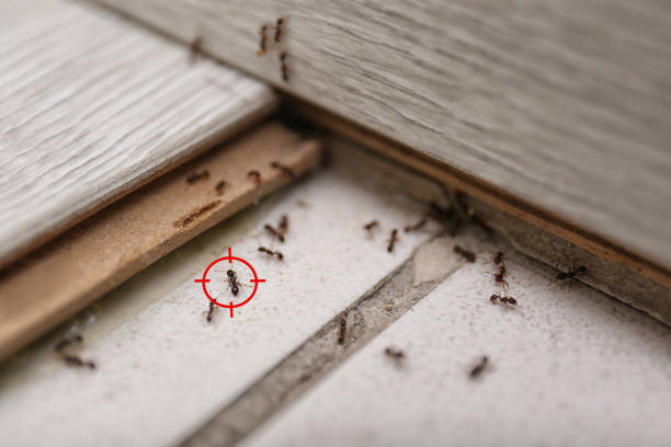 Best Affordable Pest Control Services  in Sparrow Bush, NY